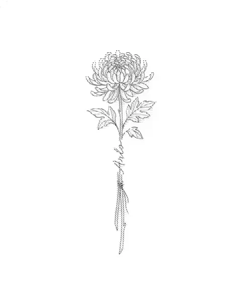 A fine-line tattoo design of a chrysanthemum with the name Arlo along its stem