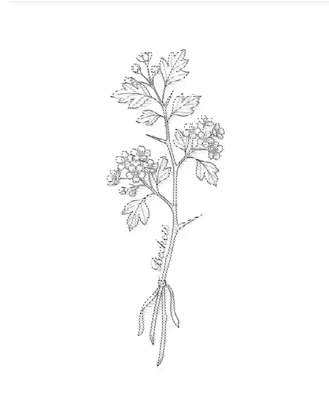 A fine-line tattoo design of a hawthorn with the name Beckett along its stem