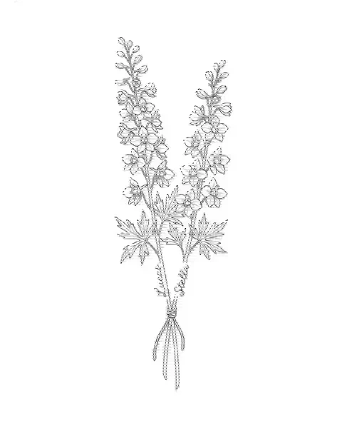 A fine-line tattoo design of two larkspur stems tied together, with the names Lucas and Stella