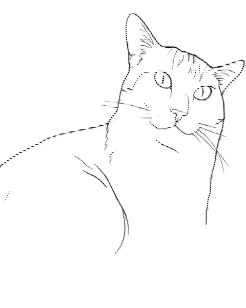A fine-line tattoo design of a cat's head, drawn from a photo
