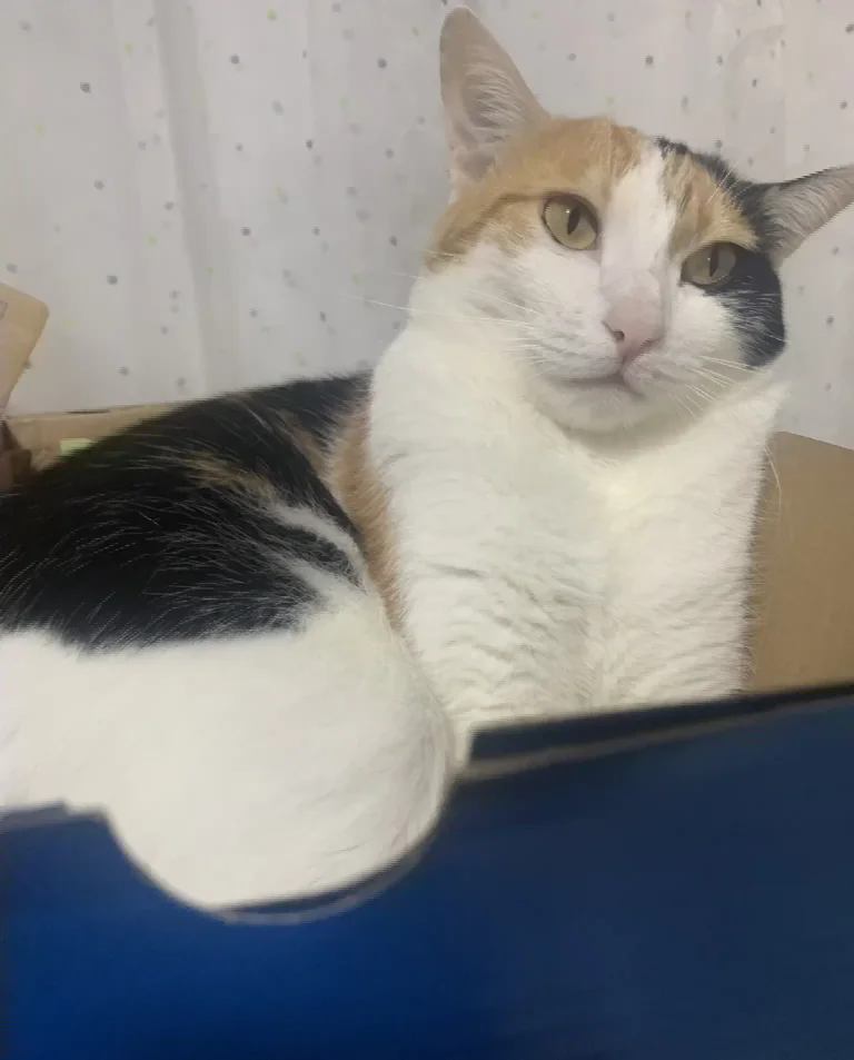 A calico cat, the reference photo